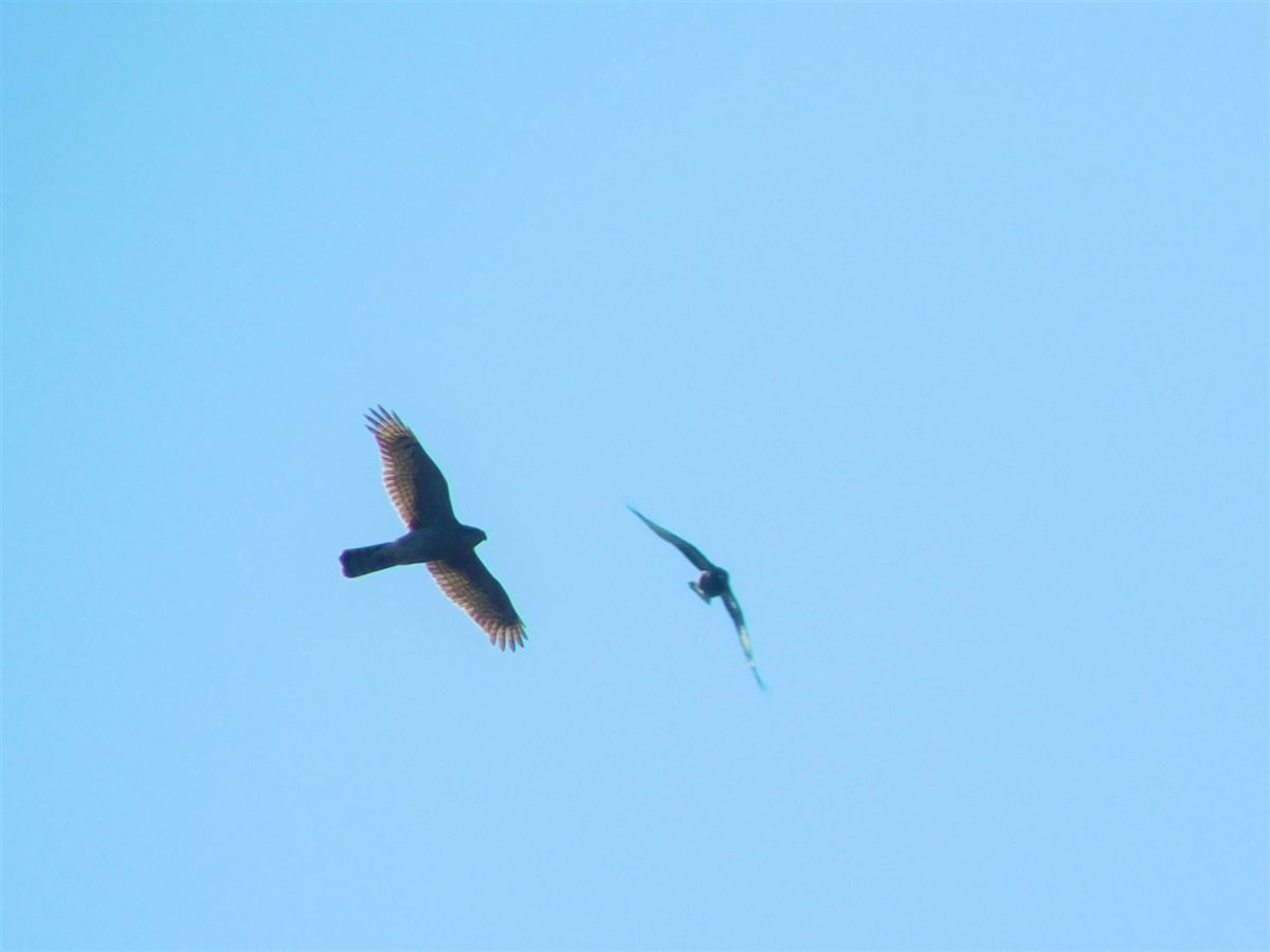 Eurasian Sparrowhawk