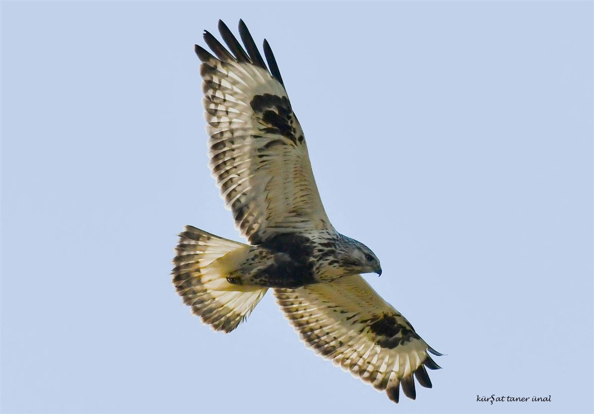 Rough-legged Buzzard