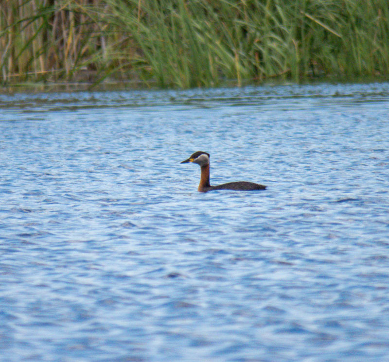 Red-necked Grebe