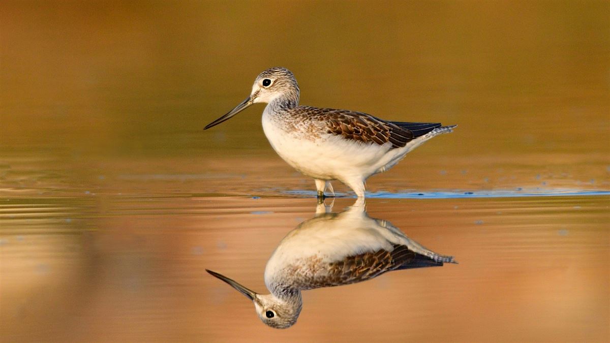 Common Greenshank