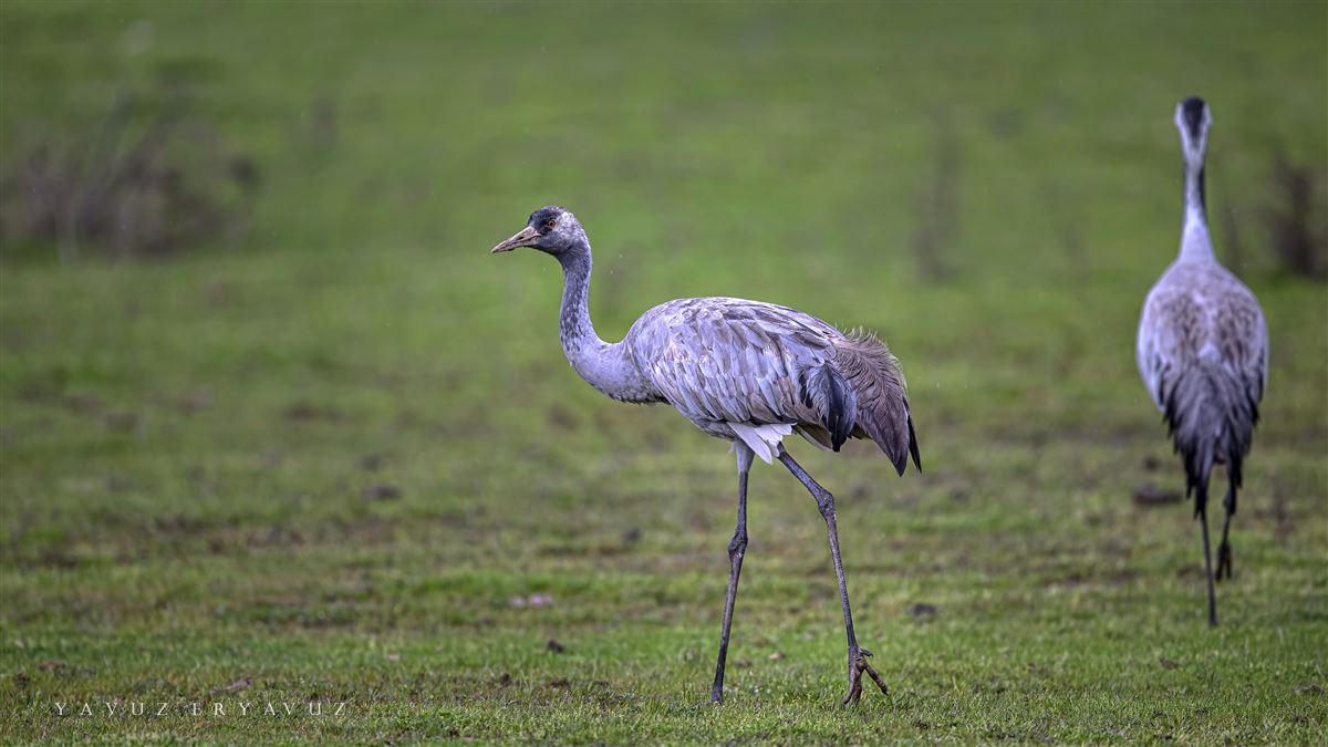 Common Crane