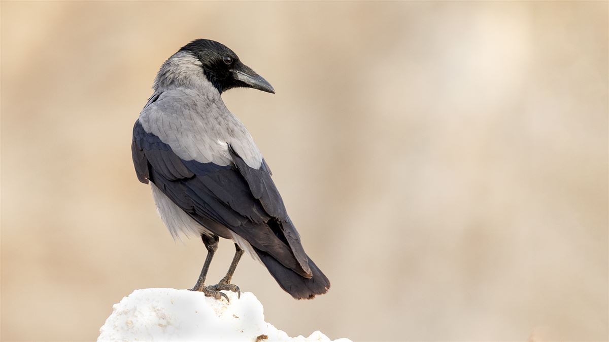 Hooded Crow