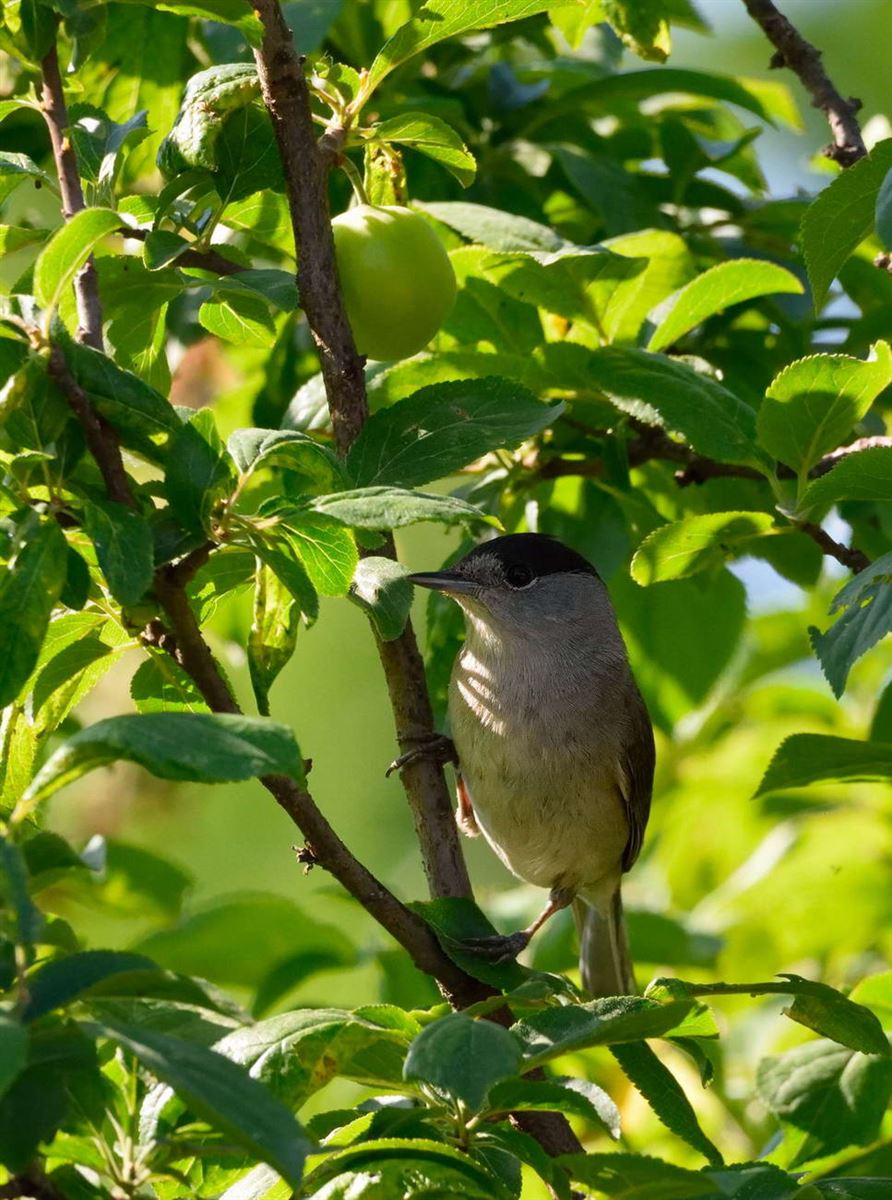 Eurasian Blackcap