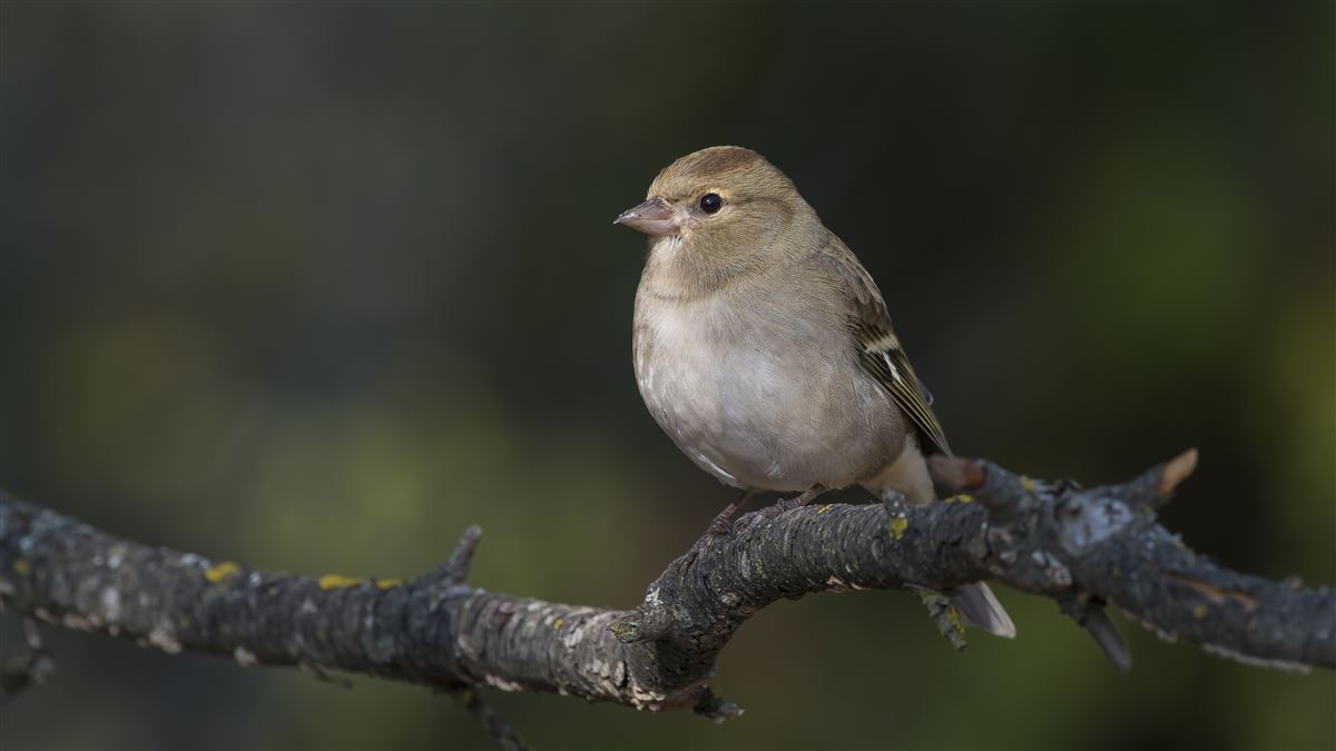 Eurasian Chaffinch