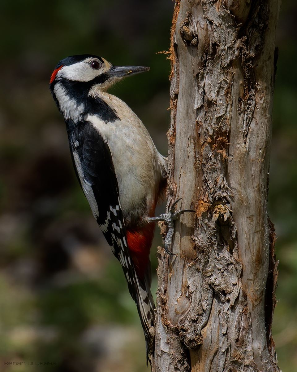 Great Spotted Woodpecker