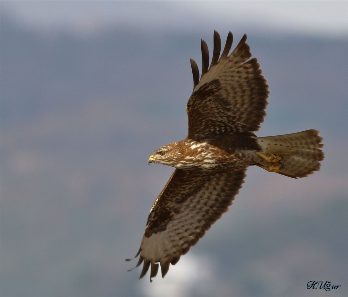 Common Buzzard