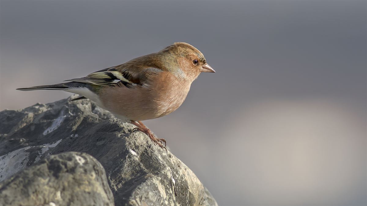 Eurasian Chaffinch