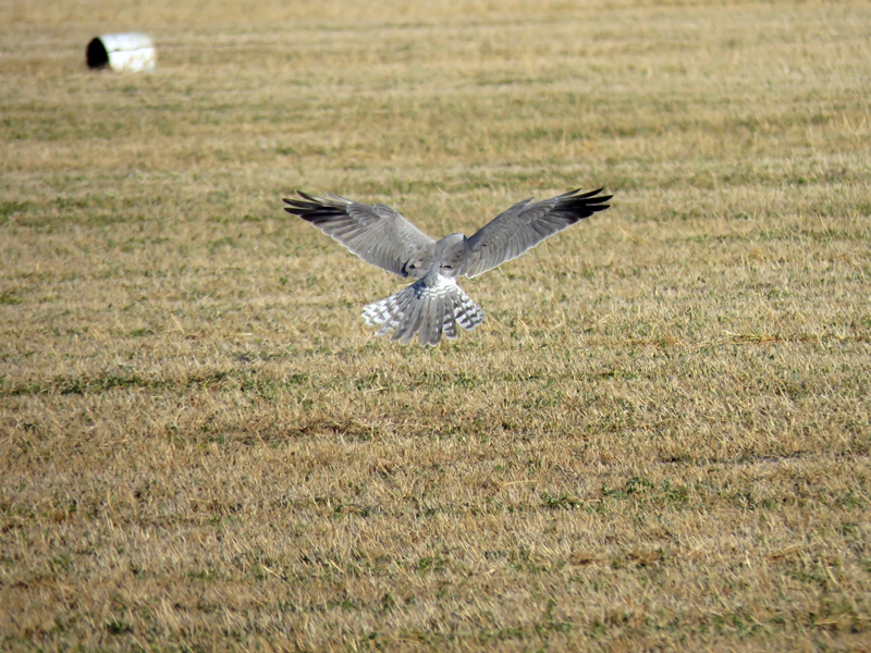 Pallid Harrier