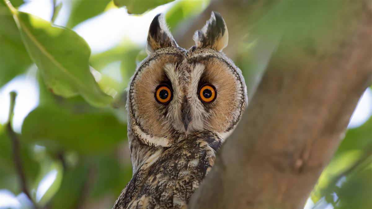 Long-eared Owl
