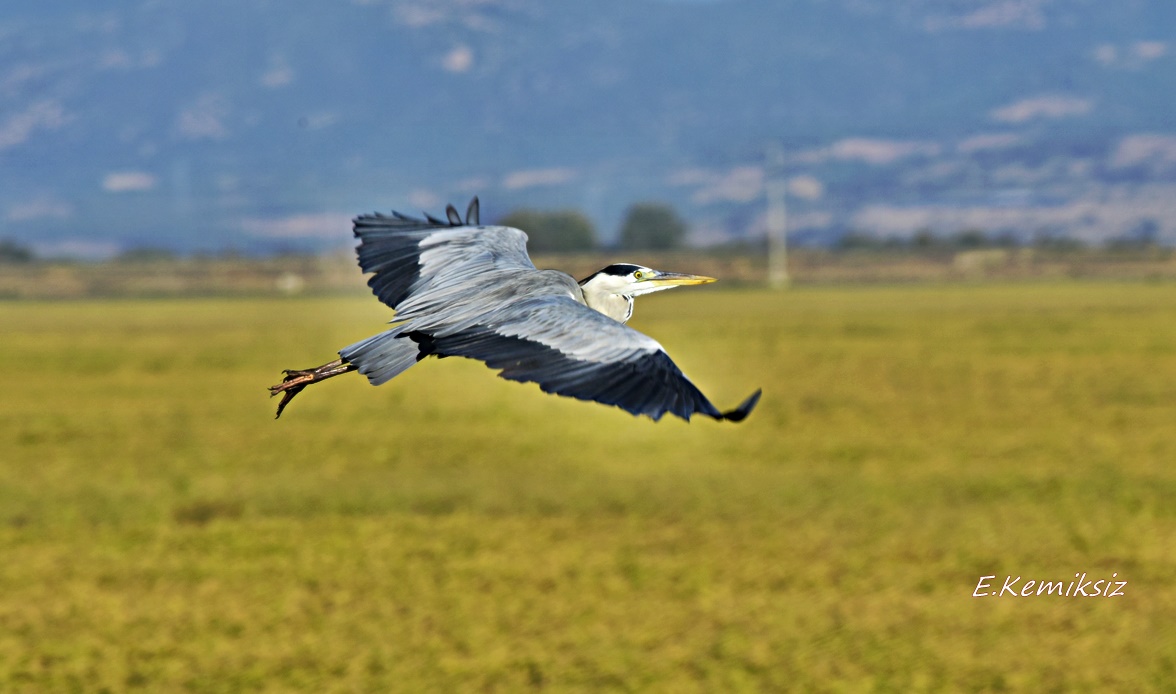 Grey Heron