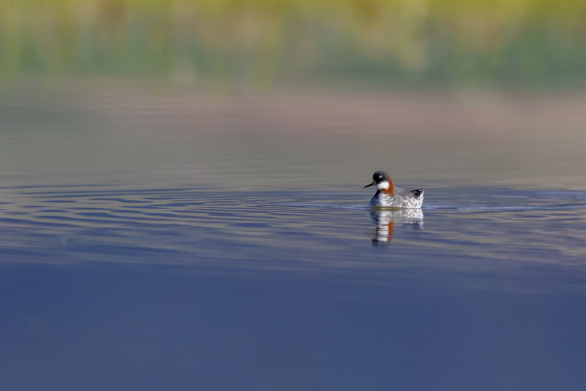 Red-necked Phalarope