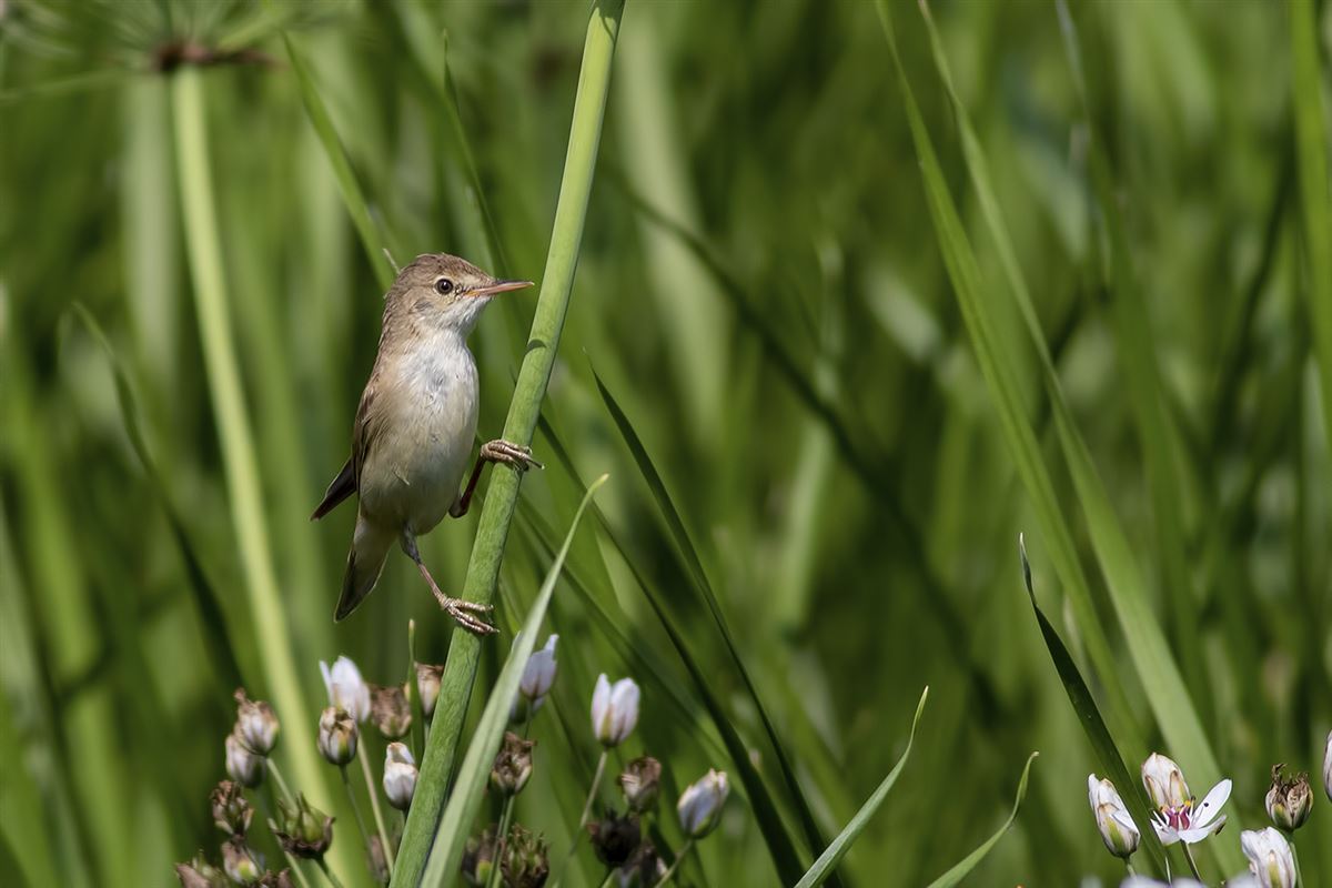 Common Reed Warbler
