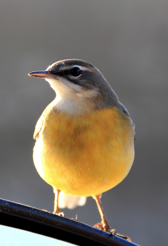 Grey Wagtail