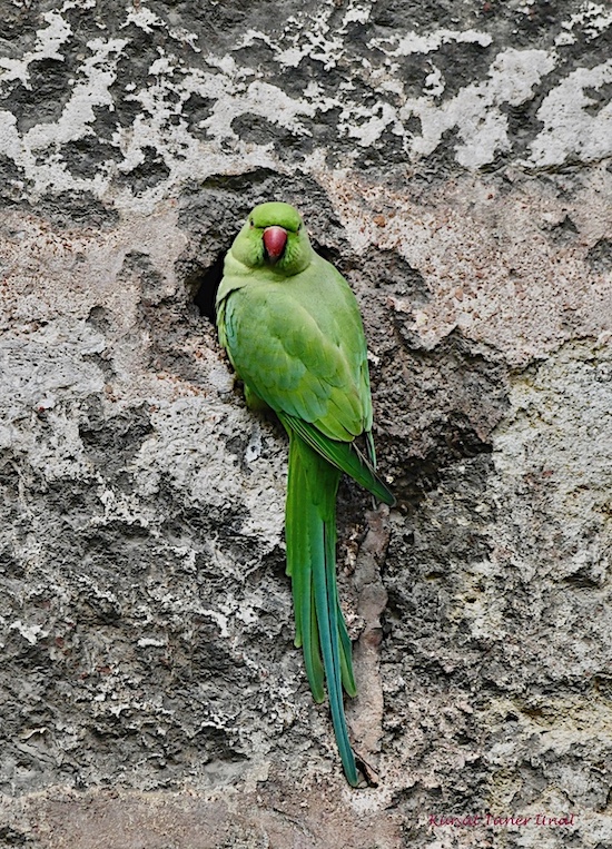 Yeşil Papağan