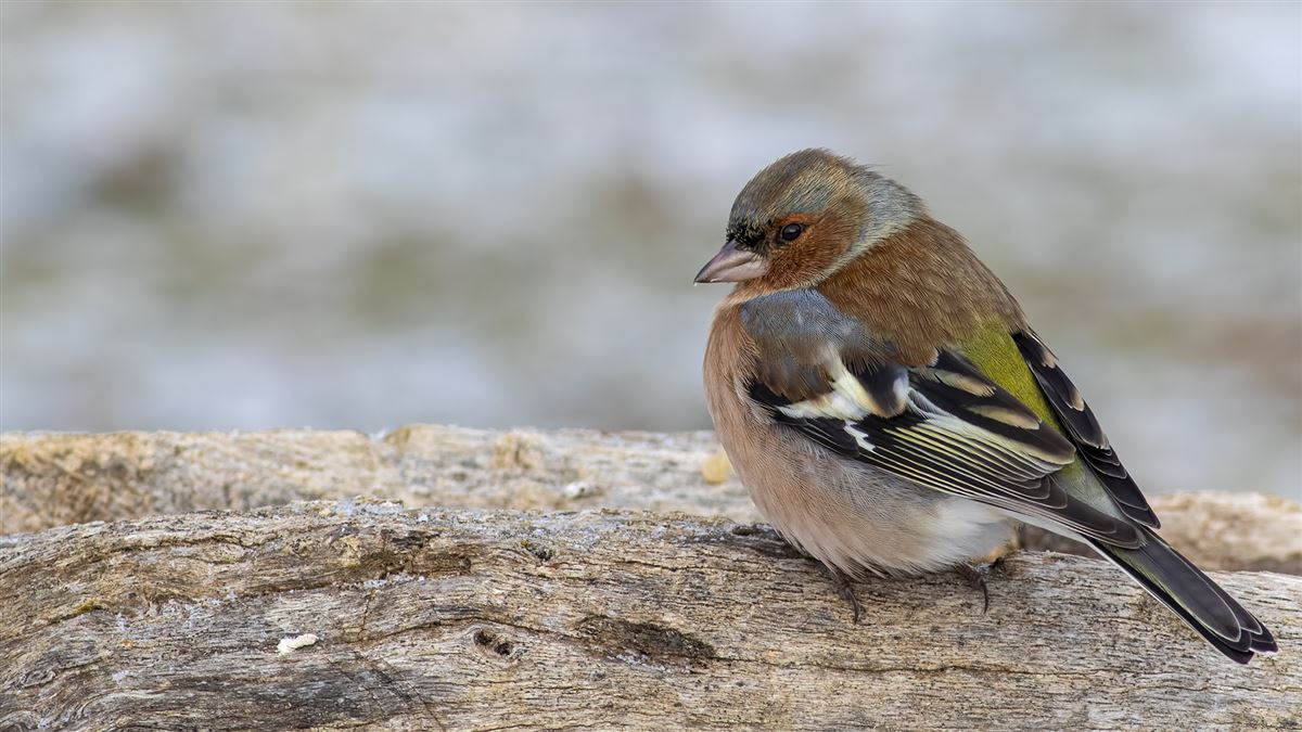 Eurasian Chaffinch