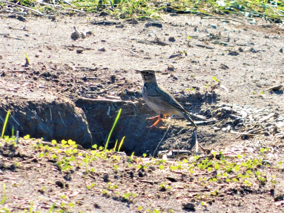 Crested Lark