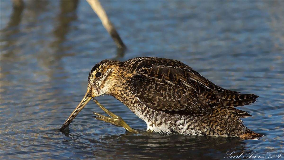 Common Snipe
