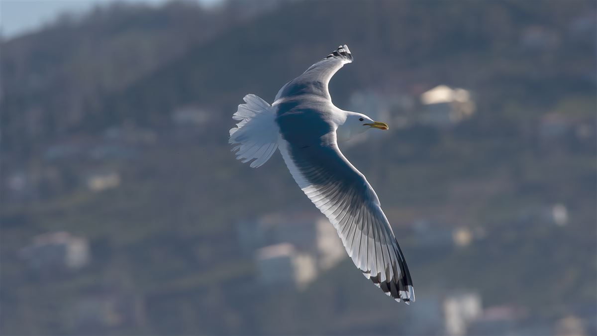 Caspian Gull