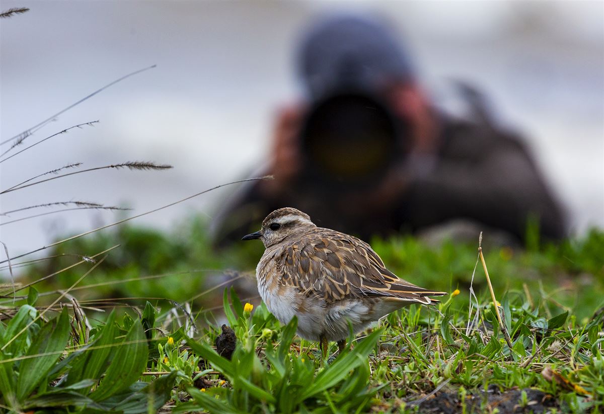 Eurasian Dotterel