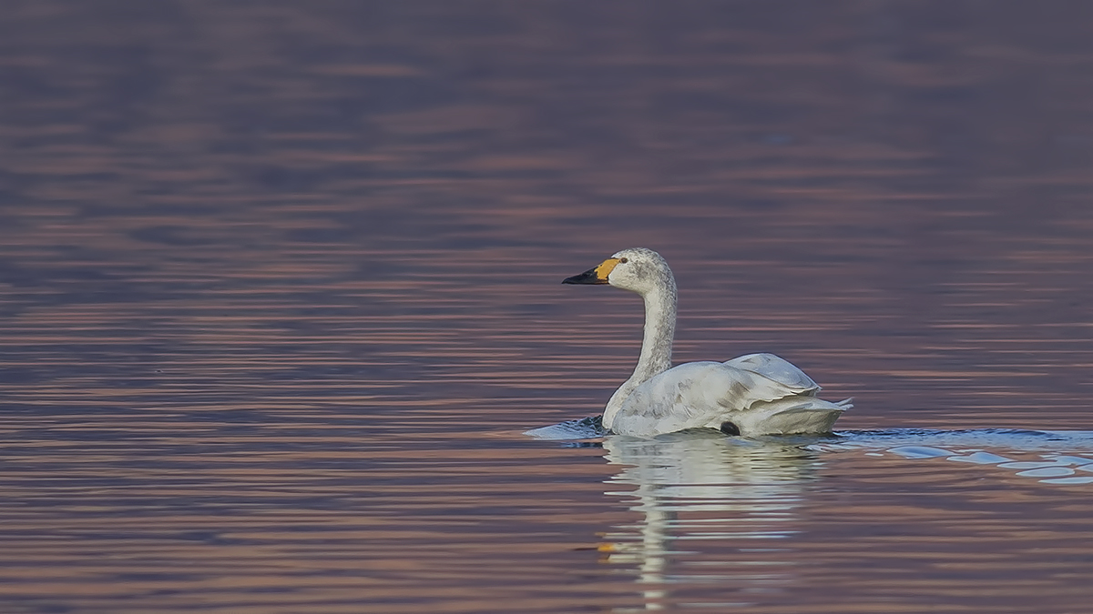 Tundra Swan
