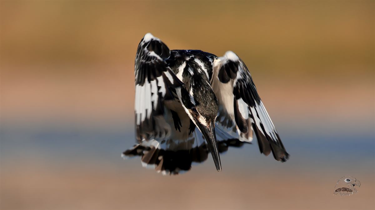 Pied Kingfisher