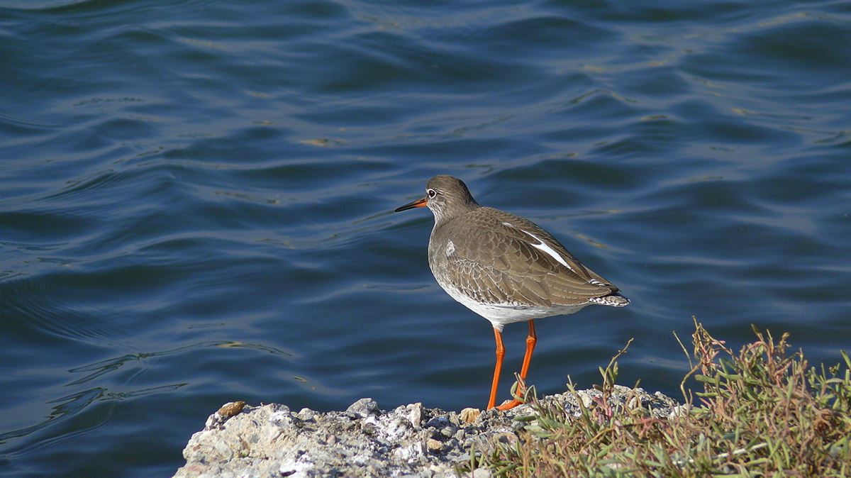 Common Redshank