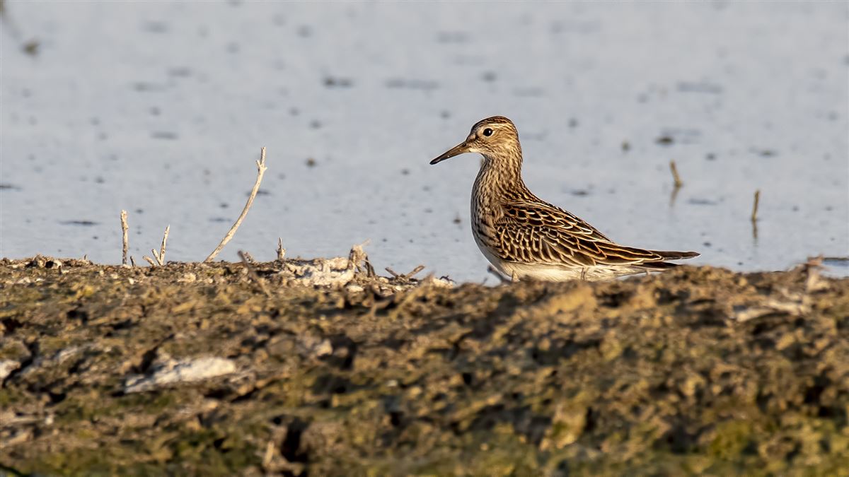 Pectoral Sandpiper