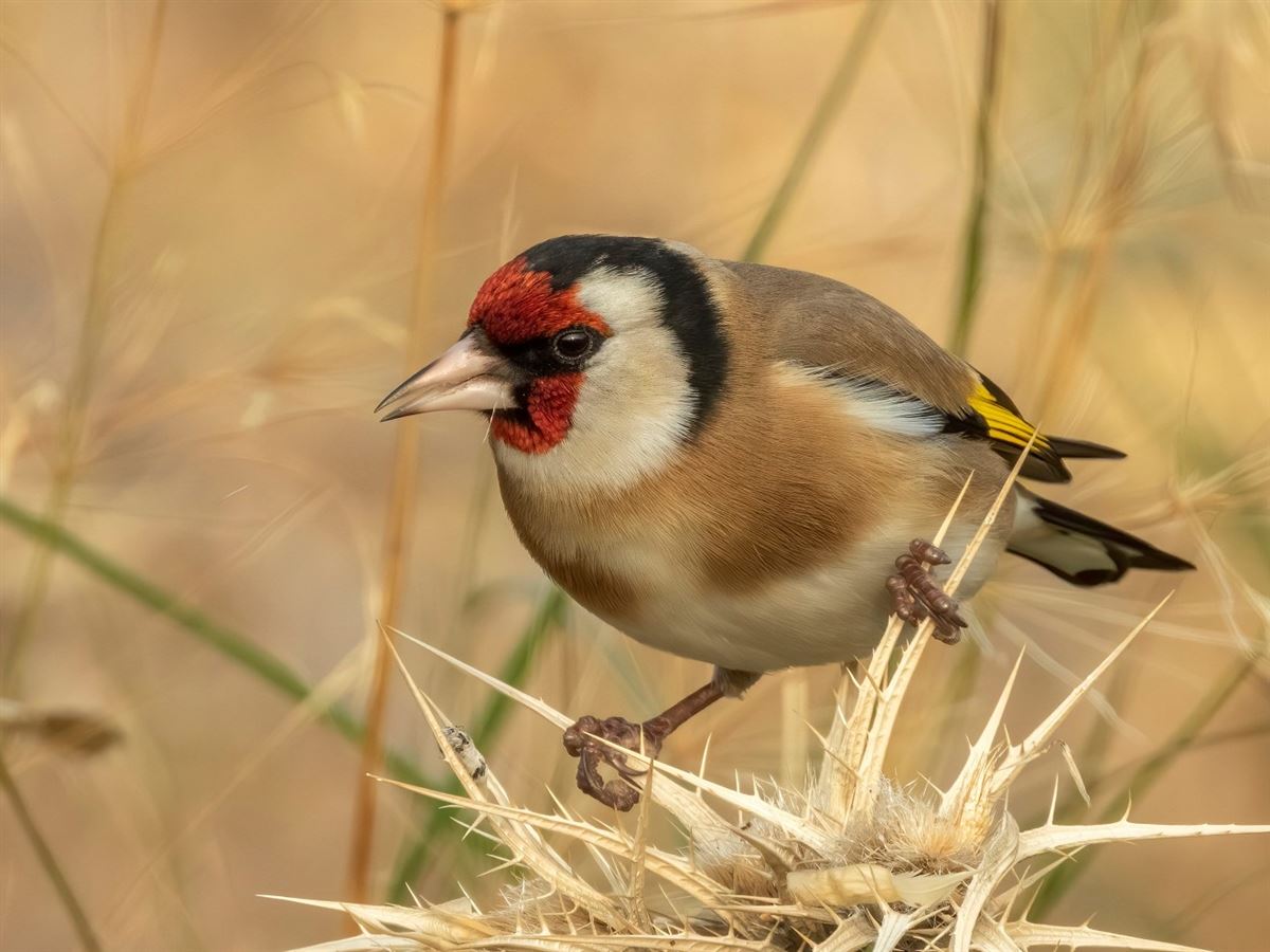 European Goldfinch