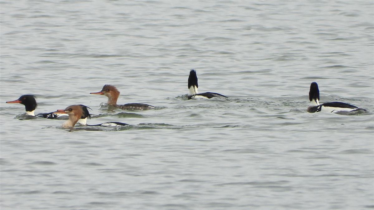 Red-breasted Merganser