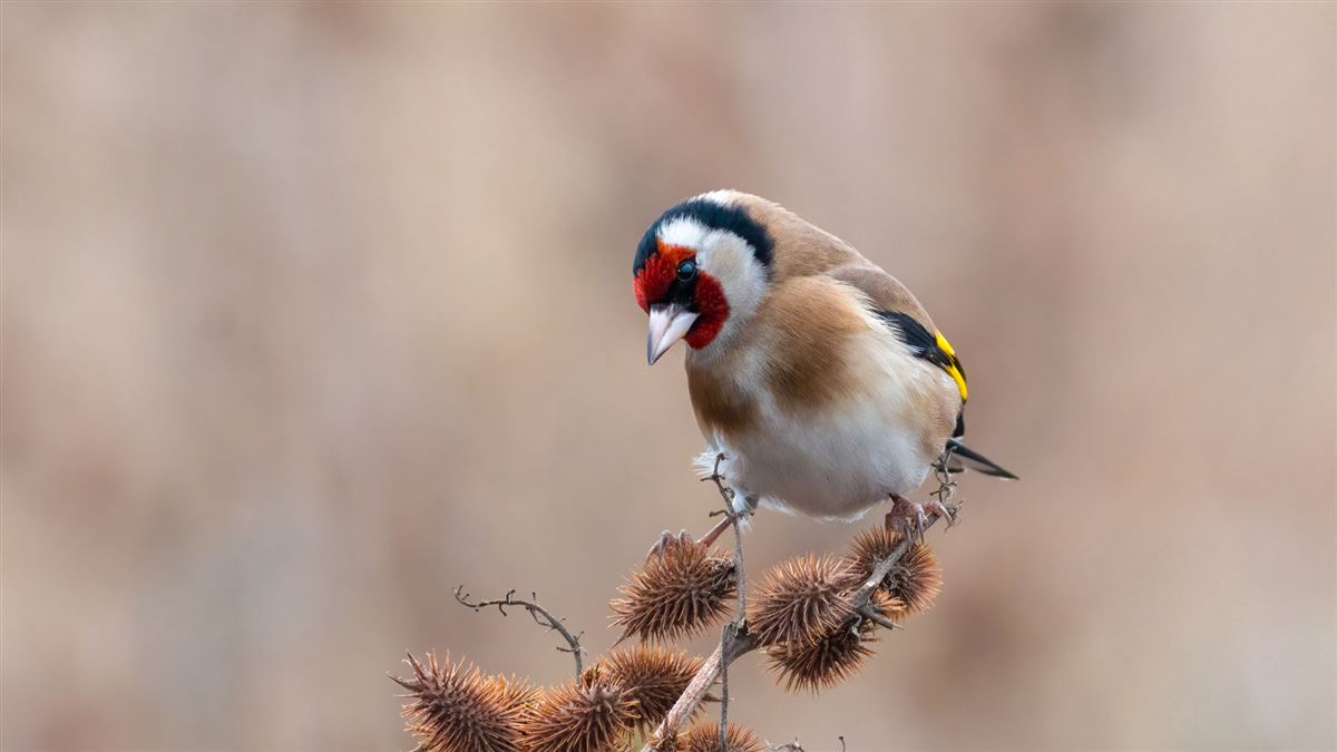 European Goldfinch
