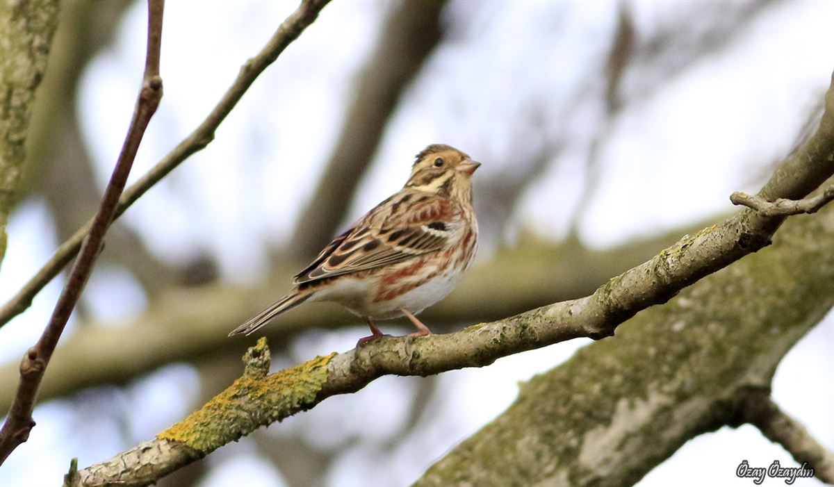 Rustic Bunting