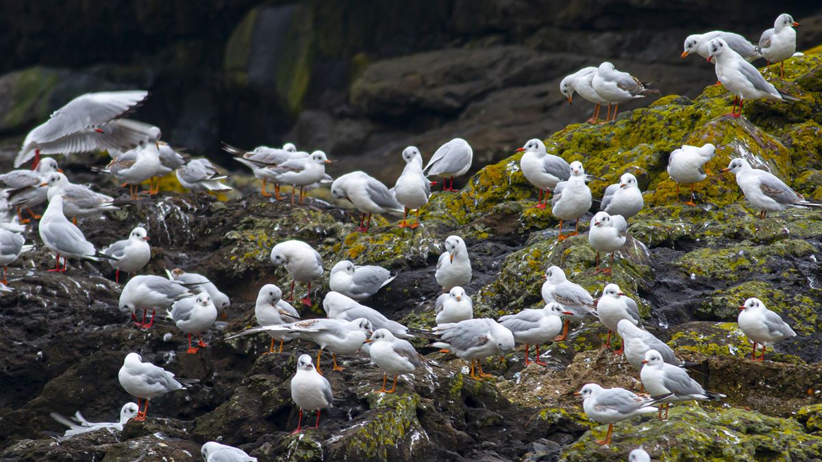 Black-headed Gull