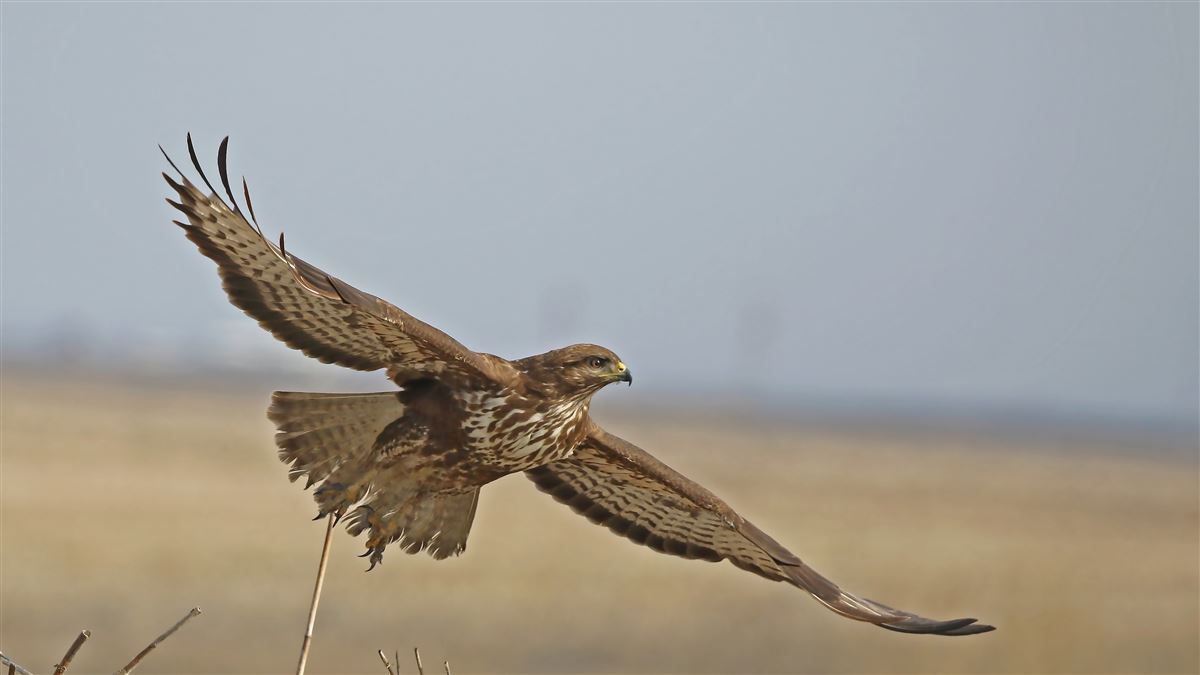Common Buzzard
