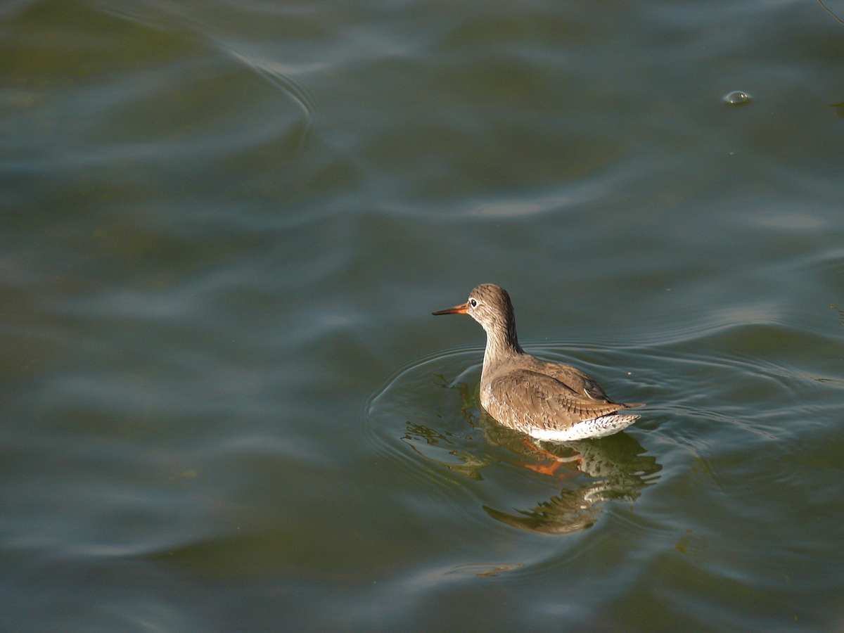 Common Redshank
