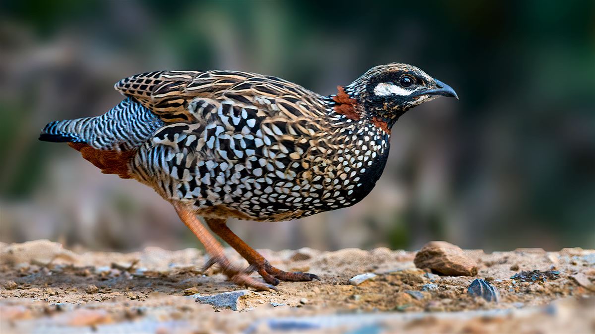 Black Francolin