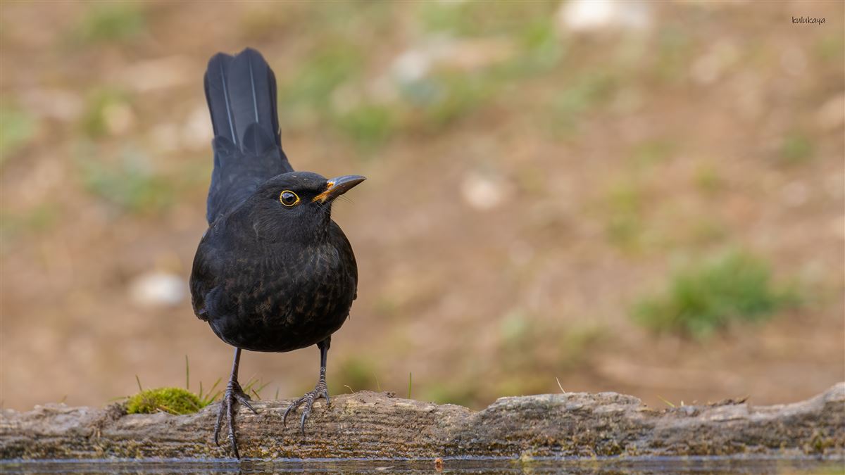 Common Blackbird