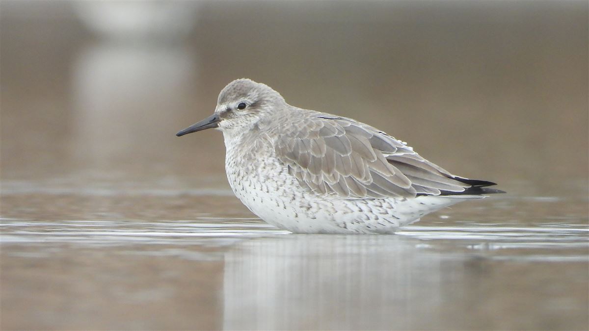 Red Knot