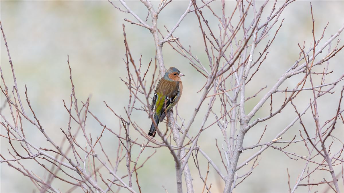 Eurasian Chaffinch