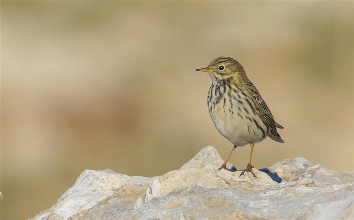 Meadow Pipit