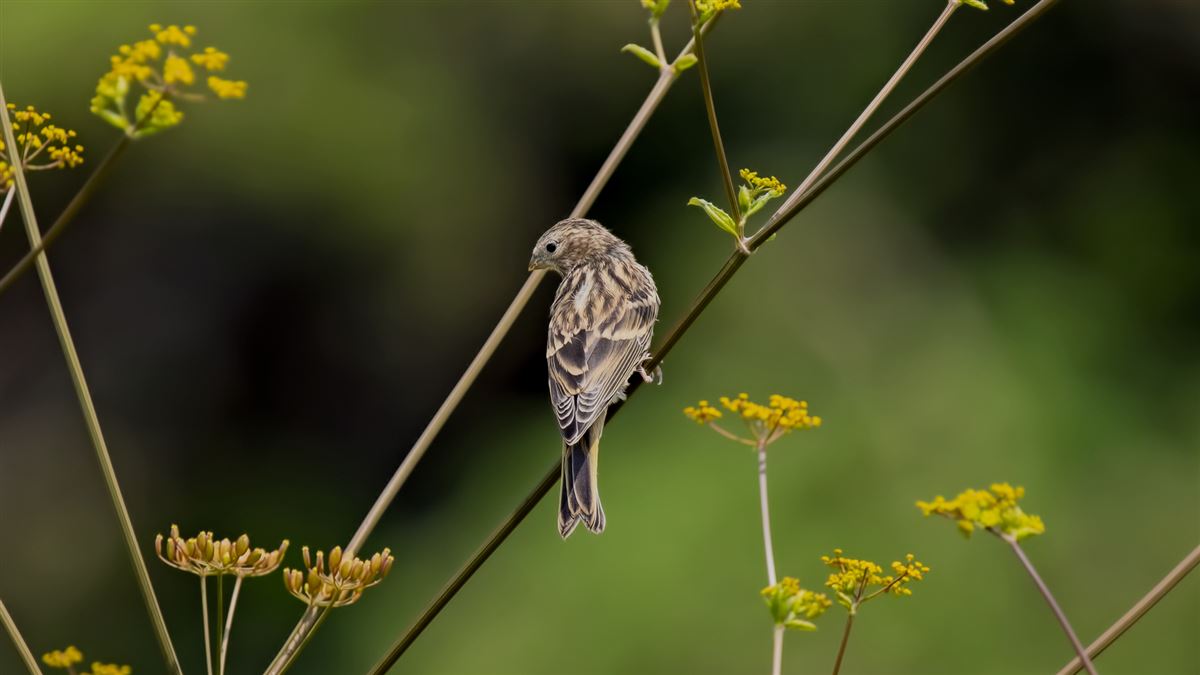 European Serin