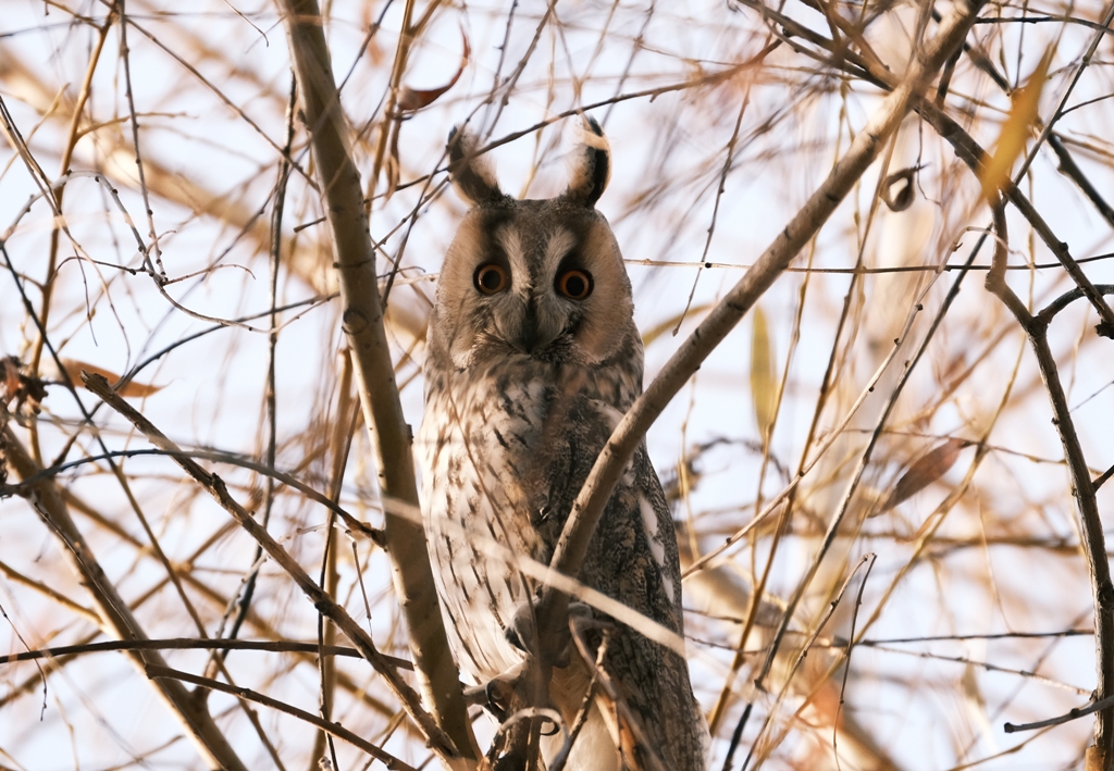 Long-eared Owl