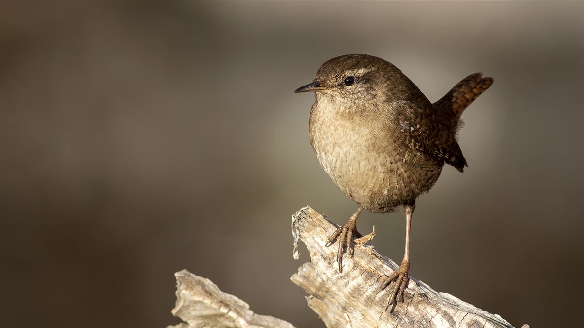 Eurasian Wren