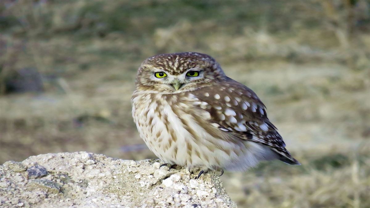 Little Owl