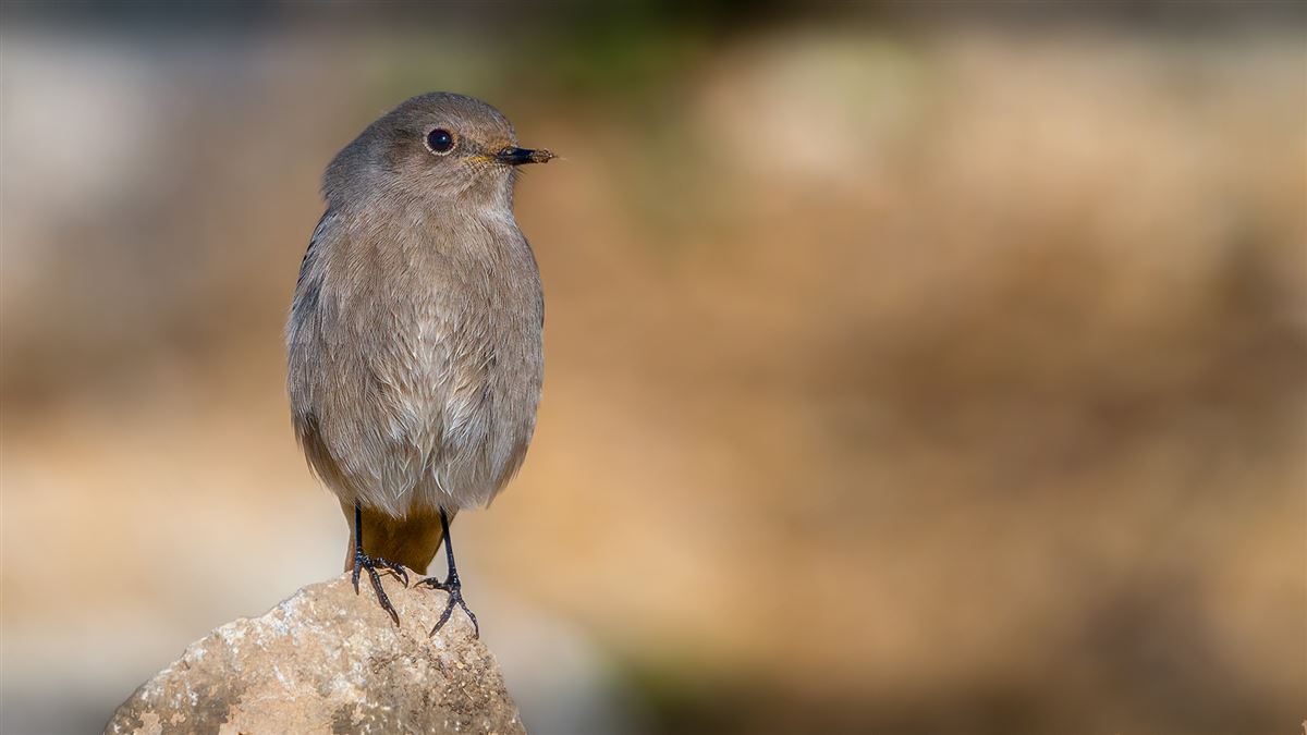 Black Redstart