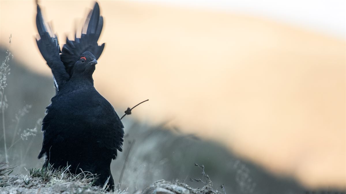 Caucasian Grouse
