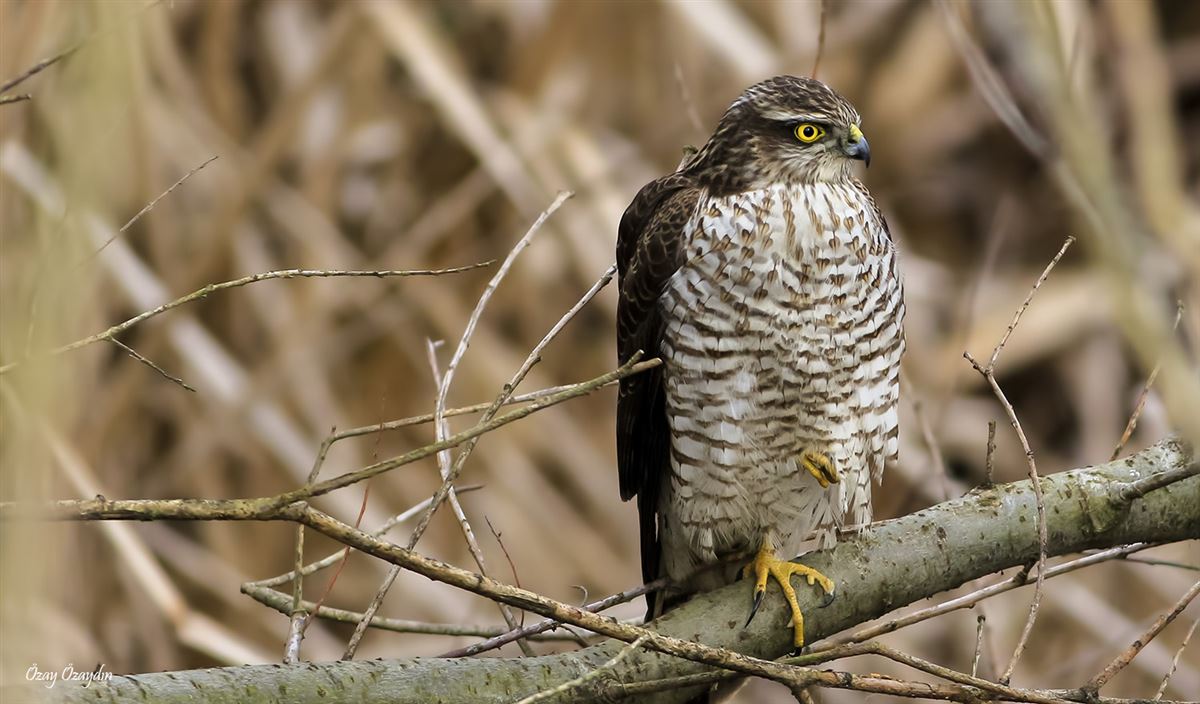 Eurasian Sparrowhawk