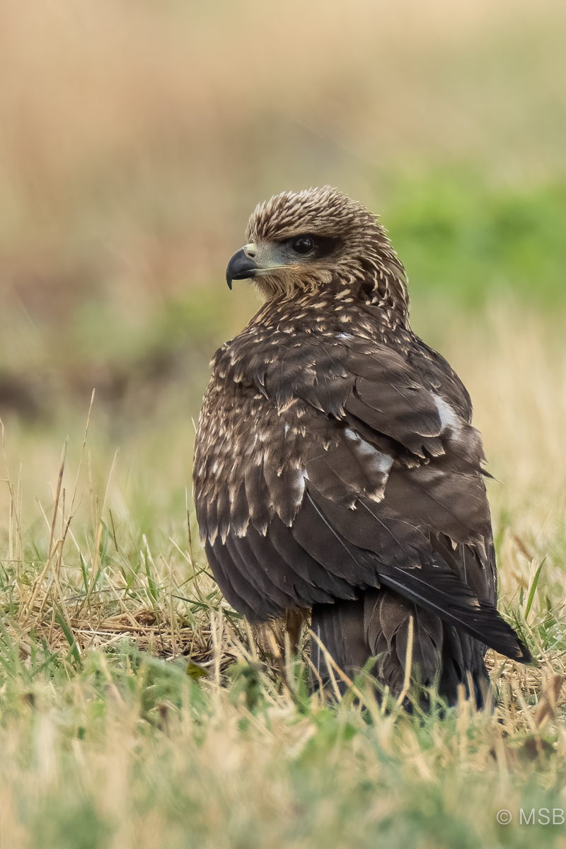 Black Kite