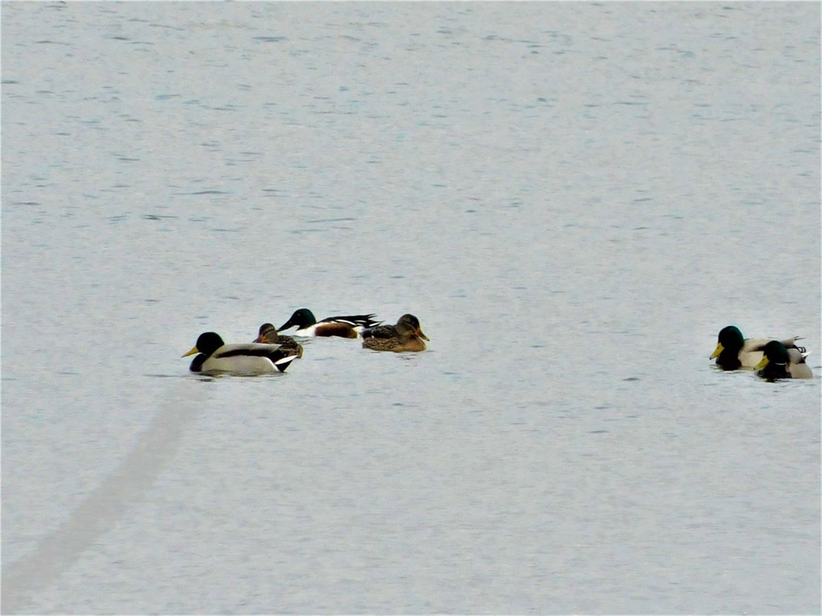Mallard