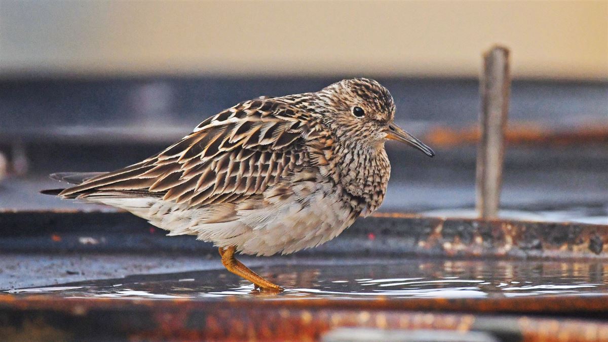 Pectoral Sandpiper