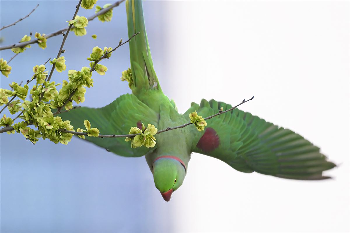 Alexandrine Parakeet
